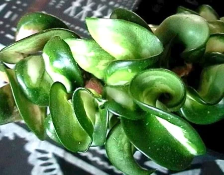 Variegated Hindu Rope Plant - EXOTIC - Hoya - 4" Pot 4 Variegated Hindu Rope Plant - EXOTIC - Hoya - 4" Pot - Image 2