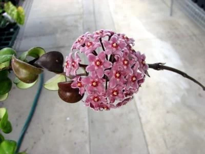 Variegated Hindu Rope Plant - EXOTIC - Hoya - 4" Pot 5 Variegated Hindu Rope Plant - EXOTIC - Hoya - 4" Pot - Image 3