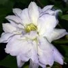Diamond Ball Clematis - 4" Pot - Proven Winners -Healthy Plant Shop 17976853856 a42f57fde3 o 81186.1615344812