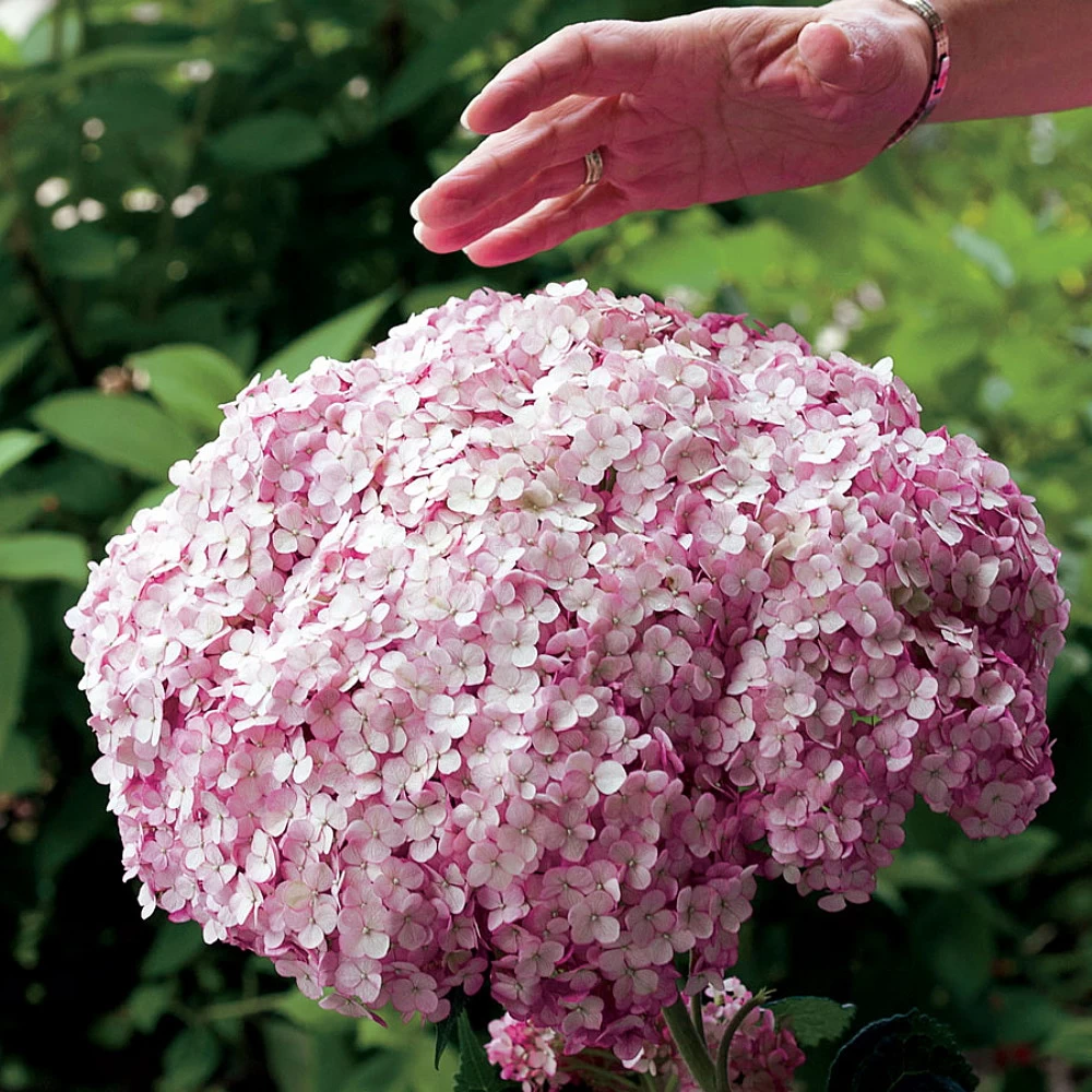 Incrediball® Blush Hydrangea Perennial - Huge Flowers - 4" Pot - Proven Winners 3 Incrediball® Blush Hydrangea Perennial - Huge Flowers - 4" Pot - Proven Winners