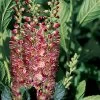 Ruby Spice Summersweet - Clethra Alnifolia - Fragrant! - 4" Pot 1 Ruby Spice Summersweet - Clethra Alnifolia - Fragrant! - 4" Pot -Healthy Plant Shop 46281 68298.1653670695