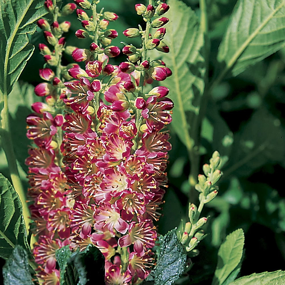 Ruby Spice Summersweet - Clethra Alnifolia - Fragrant! - 4" Pot 3 Ruby Spice Summersweet - Clethra Alnifolia - Fragrant! - 4" Pot