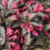 Spilled Wine® Weigela - Red Leaves, Magenta Flowers - Proven Winners - 4" Pot 2 Spilled Wine® Weigela - Red Leaves, Magenta Flowers - Proven Winners - 4" Pot -Healthy Plant Shop 4641 33841.1615344525