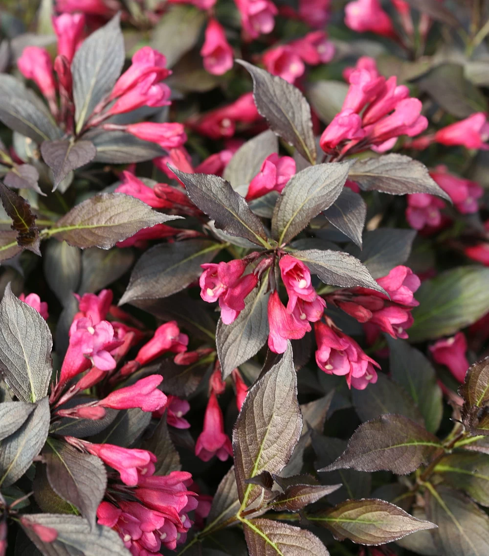 Spilled Wine® Weigela - Red Leaves, Magenta Flowers - Proven Winners - 4" Pot 3 Spilled Wine® Weigela - Red Leaves, Magenta Flowers - Proven Winners - 4" Pot