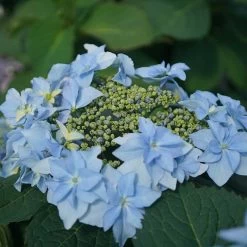 Tuff Stuff™ Ah-Ha Mountain Hydrangea Bush - Rebloomer - 4" Pot - Proven Winners -Healthy Plant Shop 567 2167 thumb 51531.1615344663