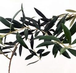 Arbequina Large Olive Tree - Tree Of Peace - Olea - 6" Pot -Healthy Plant Shop 71bnivb49jl. sl1041 97191.1614518595