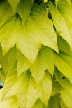 Fenway Park Golden Boston Ivy Plant - Parthenocissus - 2.5" Pot -Healthy Plant Shop 71no9chqycl. sl1024 61151.1615344783