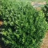 Shamrock Inkberry Holly - 4" Pot - Ilex Glabra -Healthy Plant Shop 81czhyi1jyl. sl1000 35449.1615344584