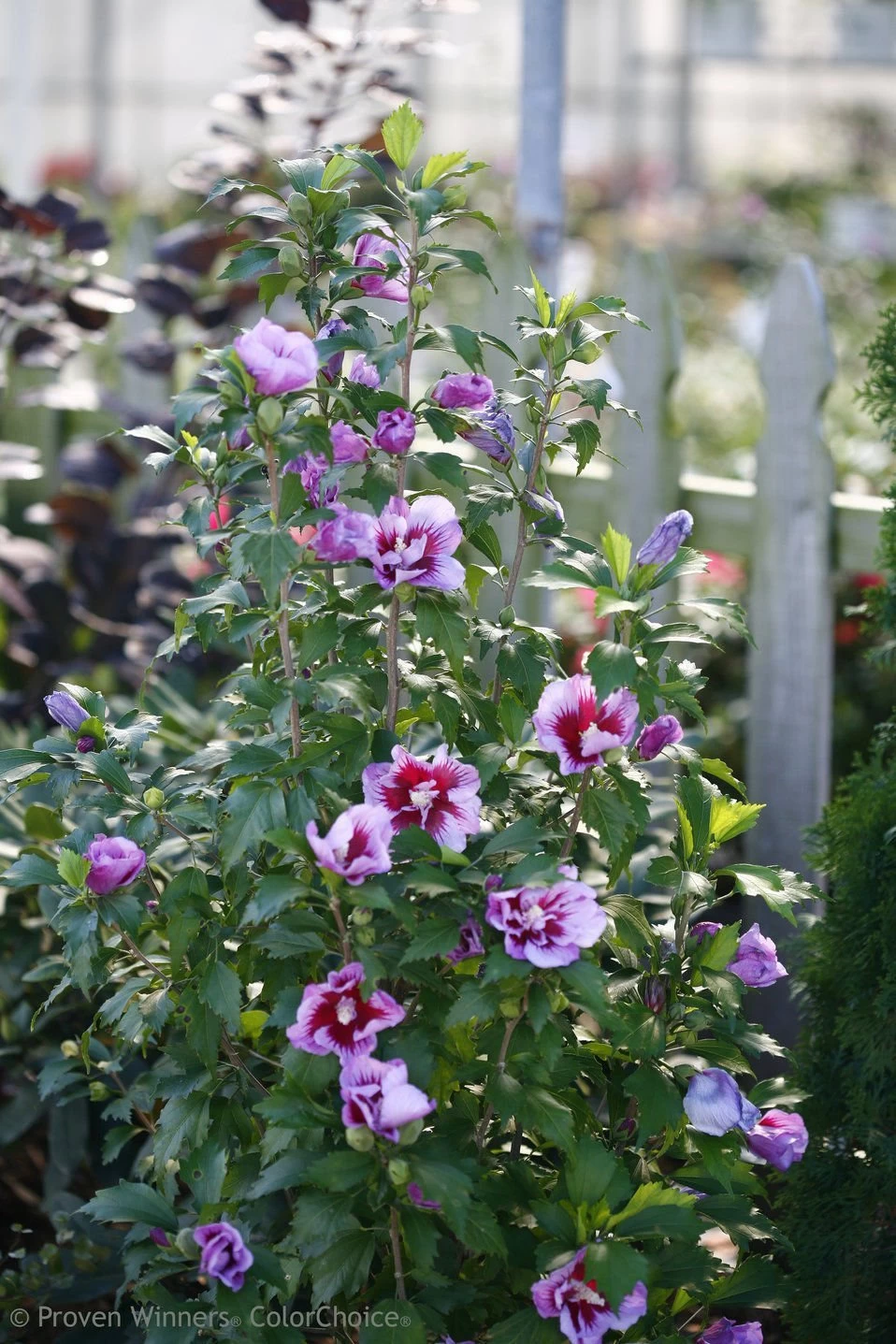Purple Pillar® Hibiscus - 4" Pot - Rose Of Sharon - Proven Winners 3 Purple Pillar® Hibiscus - 4" Pot - Rose Of Sharon - Proven Winners