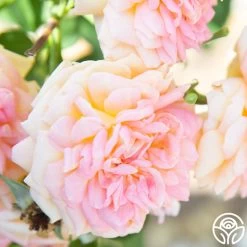 Alchymist -Healthy Plant Shop Alchymist 111