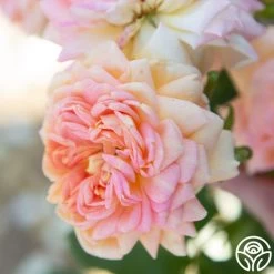 Alchymist -Healthy Plant Shop Alchymist 12