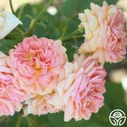 Alchymist -Healthy Plant Shop Alchymist 13