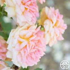 Alchymist -Healthy Plant Shop Alchymist 17