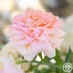 Alchymist -Healthy Plant Shop Alchymist 18