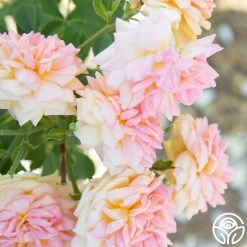 Alchymist -Healthy Plant Shop Alchymist 19