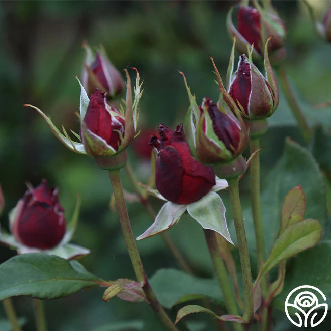 Alec's Red® 12 Alec's Red® - Image 10