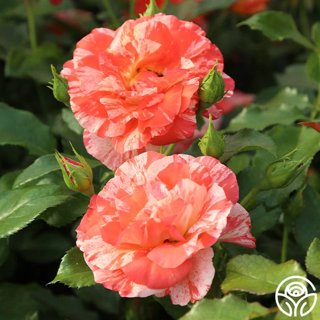 Alfred Sisley 8 Alfred Sisley - Image 6