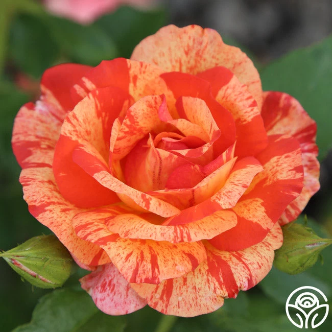 Alfred Sisley 4 Alfred Sisley - Image 2