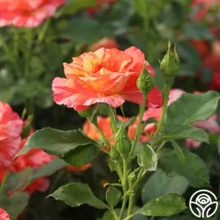 Alfred Sisley 11 Alfred Sisley -Healthy Plant Shop Alfred Sisley 14