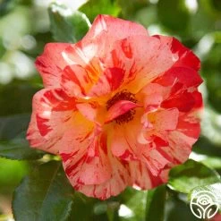 Alfred Sisley 12 Alfred Sisley -Healthy Plant Shop Alfred Sisley011