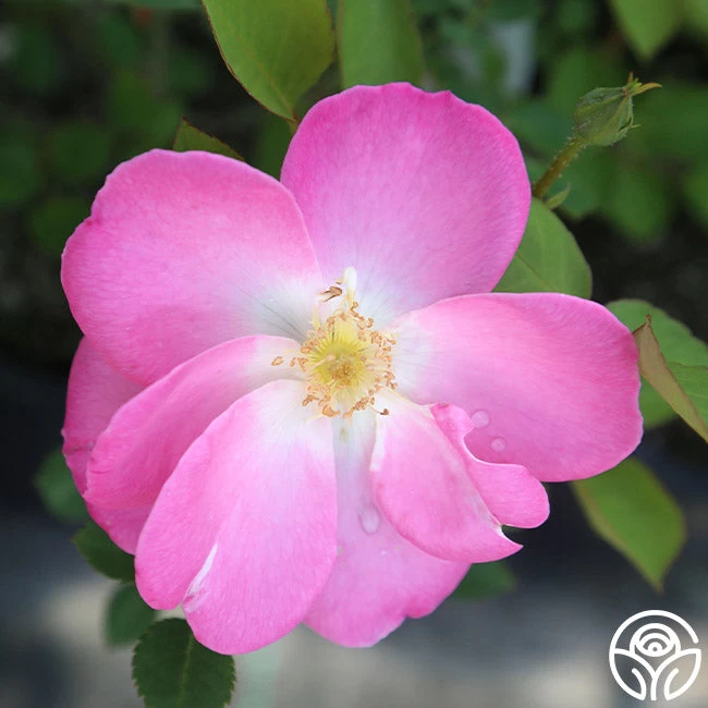 Angelina 6 Angelina - Image 4