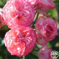 Antique 19 Antique -Healthy Plant Shop Antique 6 c8e8174f d0c5 446b a3ea 3696fc8bbf19