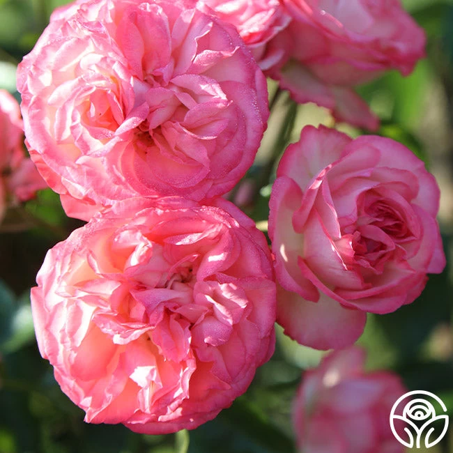 Antique 9 Antique - Image 7