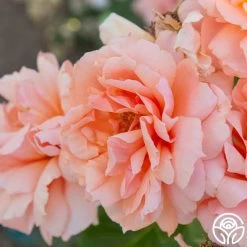 Apricot Candy™ 16 Apricot Candy™ -Healthy Plant Shop Apricot Candy 01