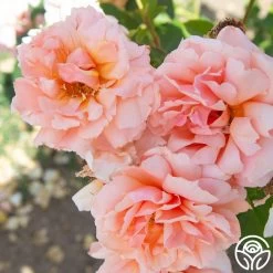 Apricot Candy™ 15 Apricot Candy™ -Healthy Plant Shop Apricot Candy 013