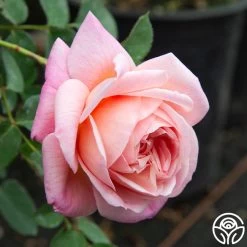 April Love™ -Healthy Plant Shop April Love 06