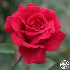 Because She Served®