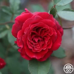 Because She Served® -Healthy Plant Shop Because She Served 014