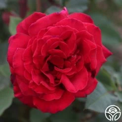 Because She Served® -Healthy Plant Shop Because She Served 015