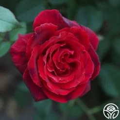 Because She Served® -Healthy Plant Shop Because She Served 016