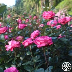 Big Momma™ -Healthy Plant Shop Big Momma 11