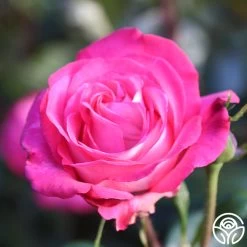 Big Momma™ -Healthy Plant Shop Big Momma 12