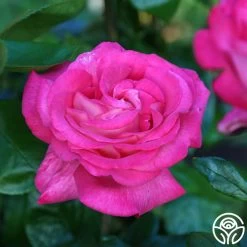 Big Momma™ -Healthy Plant Shop Big Momma 13