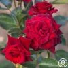 Black Baccara® 2 Black Baccara® -Healthy Plant Shop Black Baccara 01