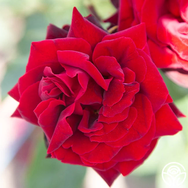 Black Pearl 10 Black Pearl - Image 8