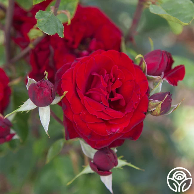 Black Pearl 6 Black Pearl - Image 4