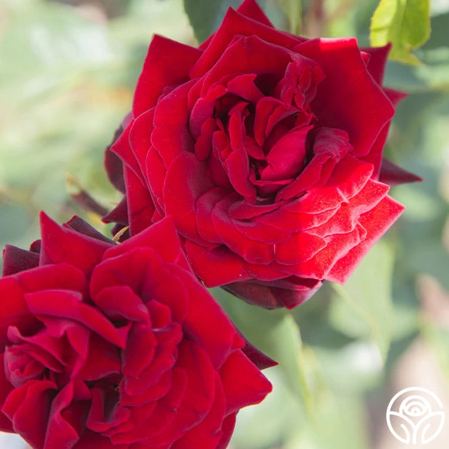 Black Pearl 8 Black Pearl - Image 6