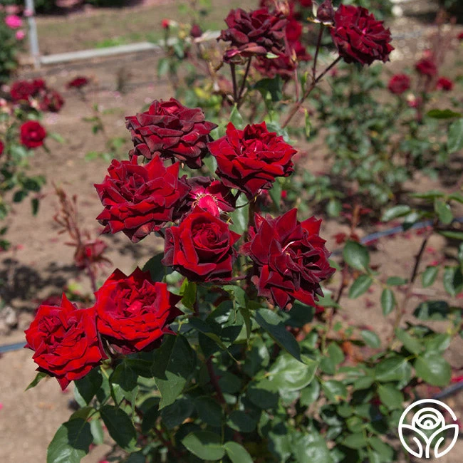 Black Pearl 4 Black Pearl - Image 2