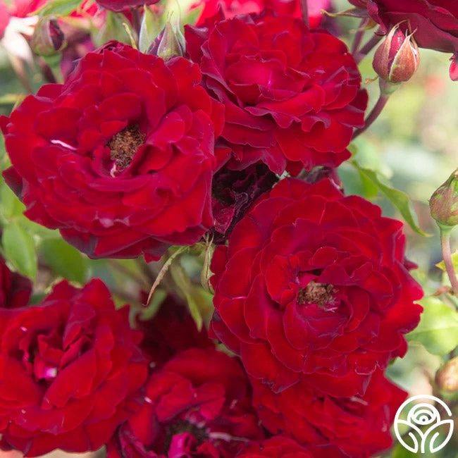 Black Pearl 7 Black Pearl - Image 5