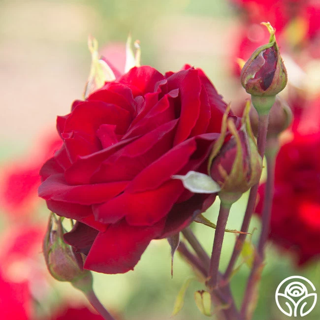 Black Pearl 13 Black Pearl - Image 11