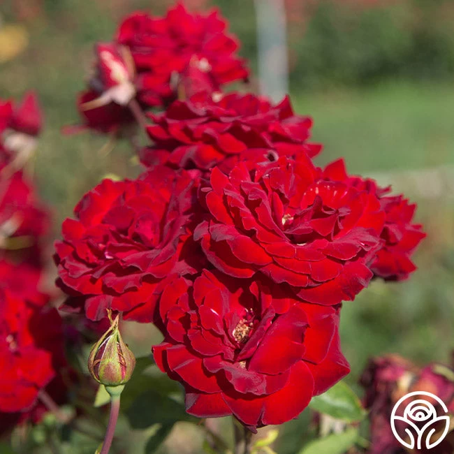 Black Pearl 12 Black Pearl - Image 10