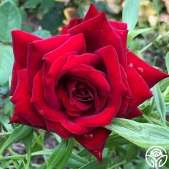 Black Pearl 15 Black Pearl -Healthy Plant Shop Black Pearl 11