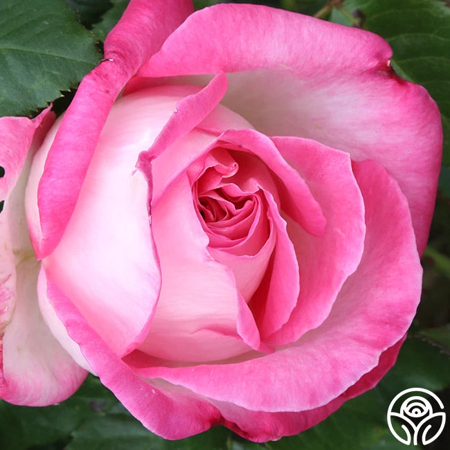 California Dreamin'™ 9 California Dreamin'™ - Image 7