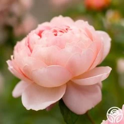 Carding Mill™ -Healthy Plant Shop Carding Mills 12