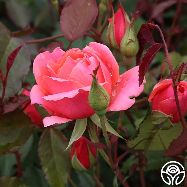 Carefree Celebration 3 Carefree Celebration - Image 2