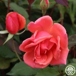 Carefree Celebration 10 Carefree Celebration -Healthy Plant Shop Carefree Celebration 03